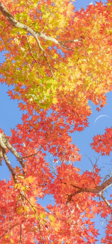 秋天的枫叶图片大全 秋天枫叶景色唯美手机壁纸