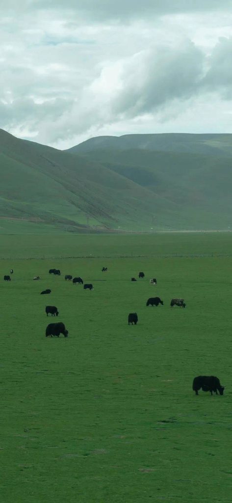 绿色山水风景壁纸高清手机竖屏无水印图片