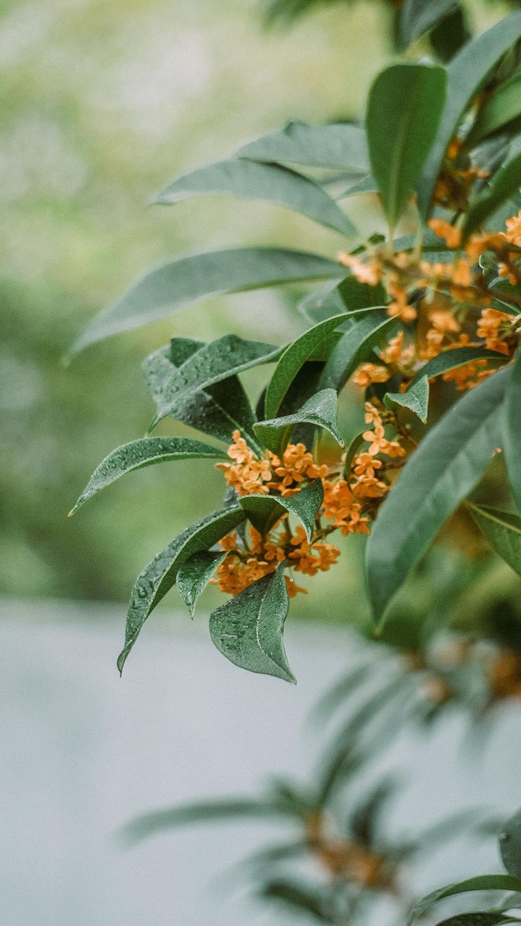 桂花好看的图片唯美 最美桂花清新图片