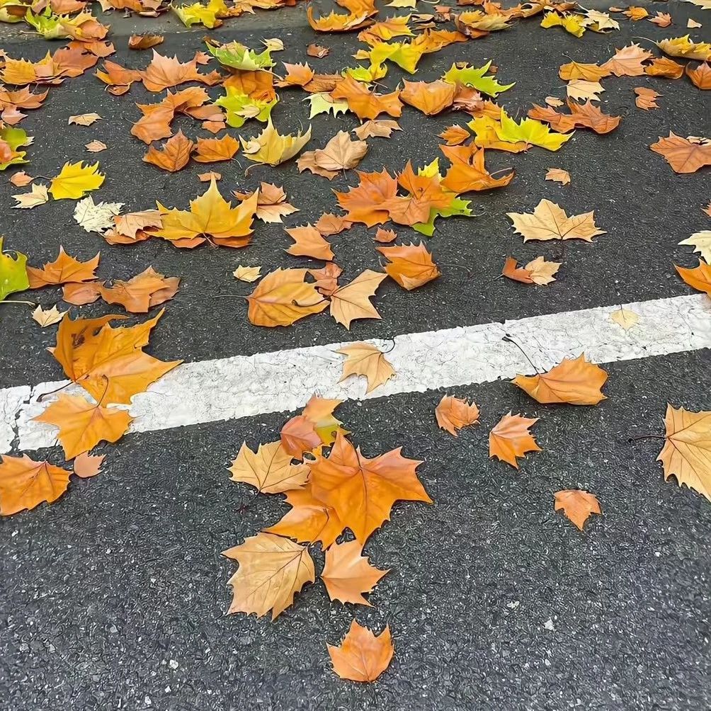 深秋落叶图片唯美凄凉 深秋落叶朋友圈背景大全